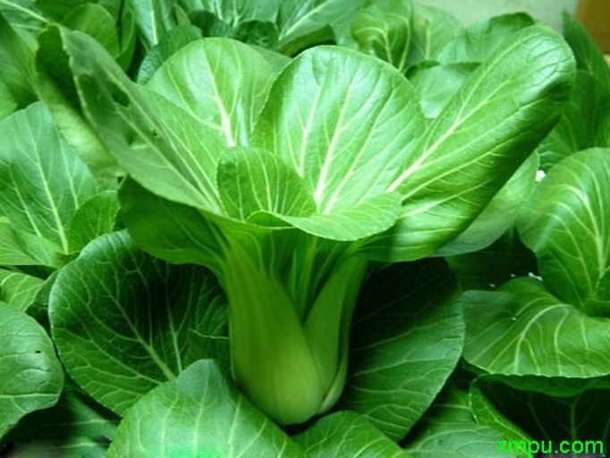 图中展示油麦菜整株在火锅中涮煮的场景,背景为热气腾腾的锅具和丰富的配菜 油麦菜整株在火锅中涮煮的场景