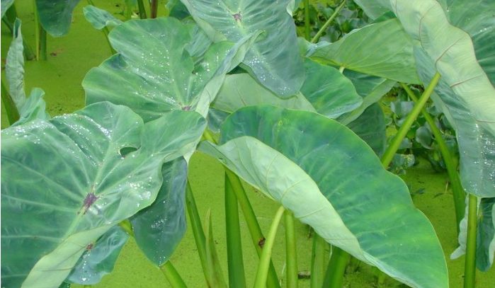 芋头与滴水观音并列对比图