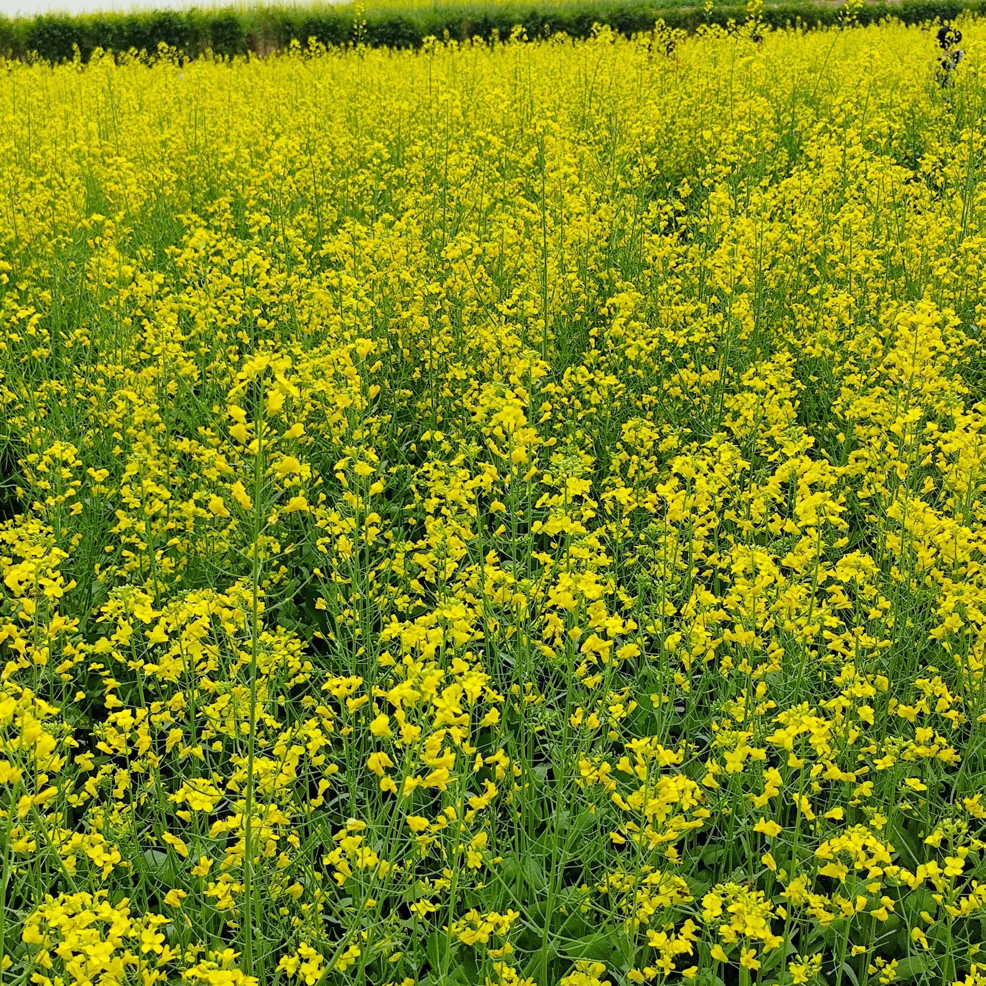 一片广阔的金黄色油菜花田延伸至远处的青山脚下,一条蜿蜒的石板小路穿过花海,两旁点缀着白色风车和农舍,阳光洒落,呈现出温暖的春日氛围 金色花海中的乡村小道
