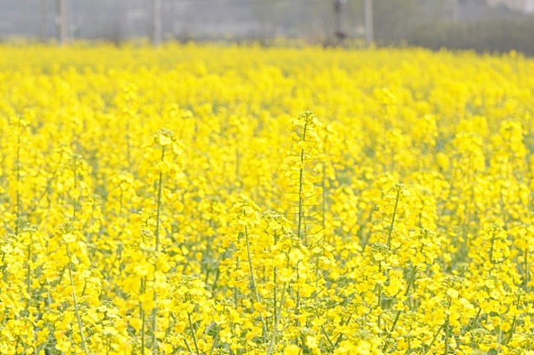 一片金黄色的油菜花田,春季盛开,阳光明媚,远处有农用机械正在作业,展现大规模油菜种植场景 油菜田全景图