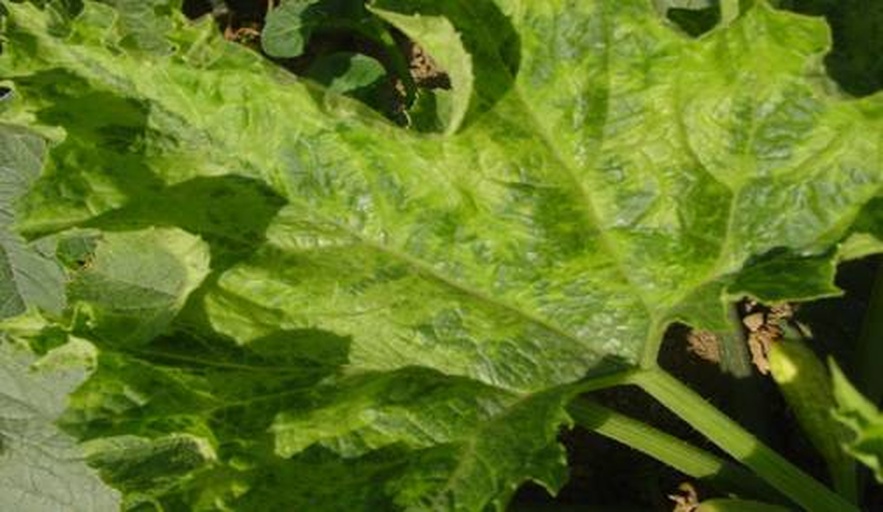 左侧为健康的黄瓜植株,叶片浓绿、舒展,茎秆粗壮;右侧为黄化病植株,叶片大面积黄化、卷曲,生长迟缓,两者并列对比,突出病害危害程度,背景为日光温室环境 黄瓜健康与黄化植株对比图