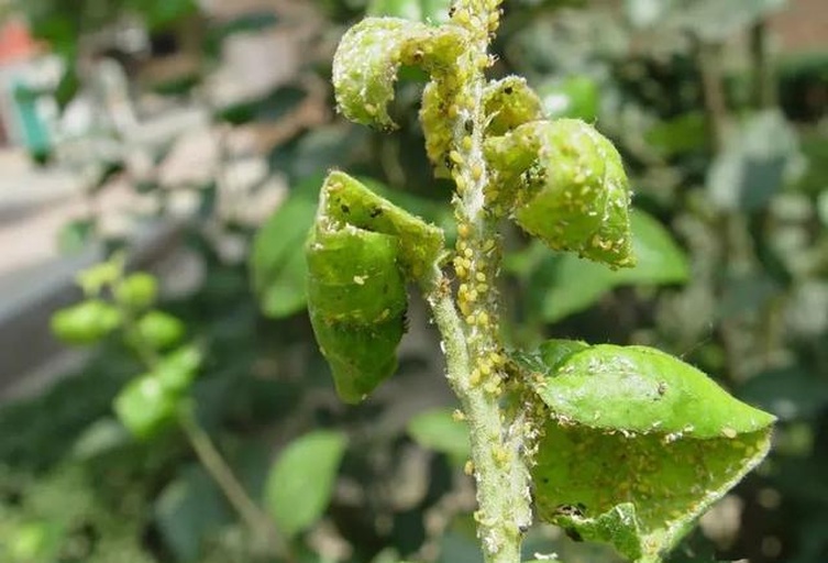 一片受到蚜虫严重侵害的小叶茼蒿叶片,叶面卷曲变形,叶背可见大量黑色与绿色小点状虫体聚集,部分区域已有蜜露残留,背景模糊显示其他受害植株 田间蚜虫危害叶片特写