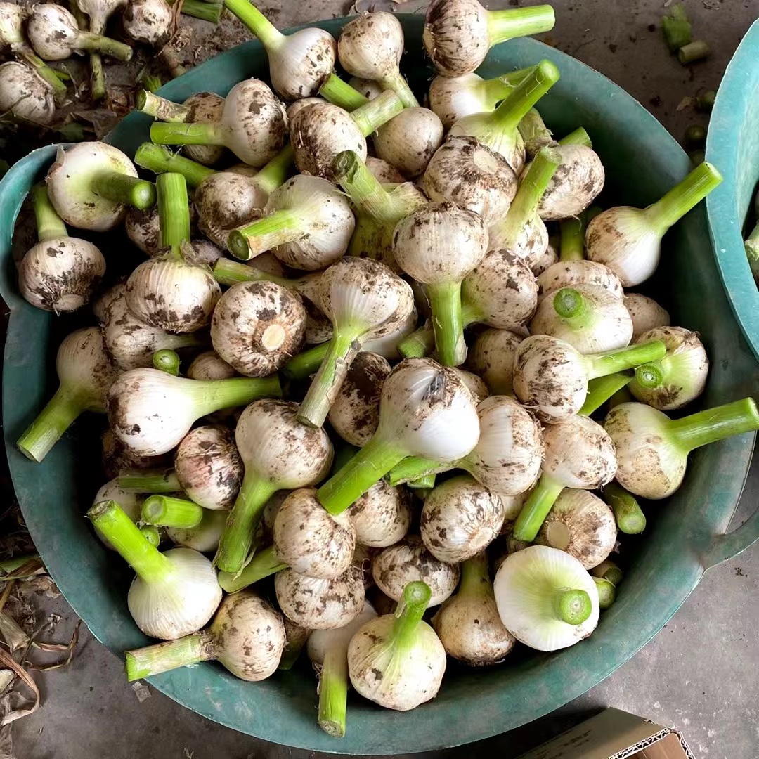 一束新鲜翠绿的蒜苗,根部带泥,叶片细长挺拔,呈深绿色,茎部略带白色,表面有自然光泽,背景为田园土壤环境,突出其原生态采摘状态 蒜苗特写