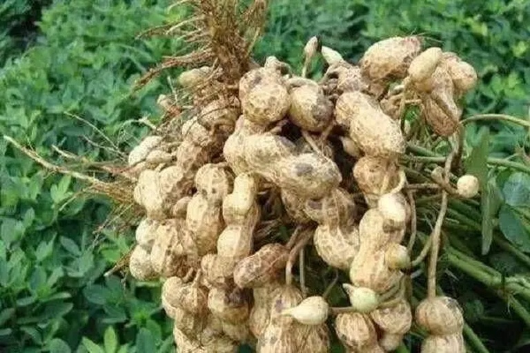新鲜收获的花生堆