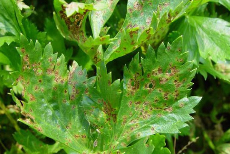 图片说明:一组对比清晰的芹菜叶片缺素症状图,包含左上角缺氮(老叶黄化)、右上角缺钾(叶缘焦枯)、左下角缺钙(心叶坏死)、右下角缺硼(叶柄开裂),配有文字标注和放大细节 芹菜缺素症状识别图