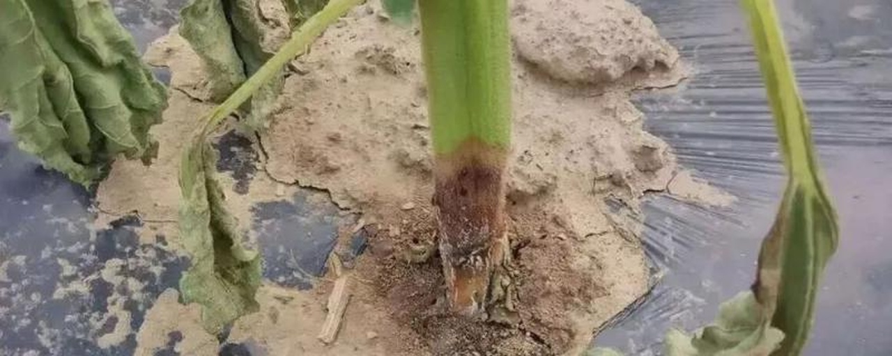 大豆根腐病与疫霉病典型症状对比图