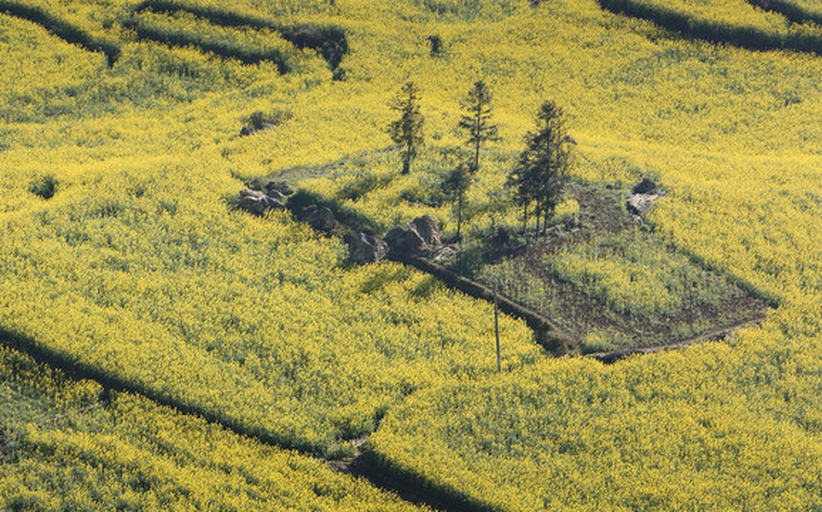 三清山油菜花海