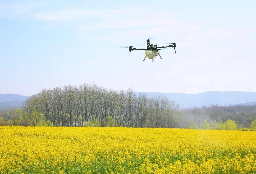 一架农业无人机正在油菜田上空低空飞行,喷洒雾状药液,油菜处于抽薹至初花期,田块呈规则矩形,远处有操作人员手持遥控器监控飞行轨迹 油菜“一促四防”无人机飞防作业现场