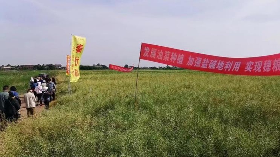 油菜田间管理操作图