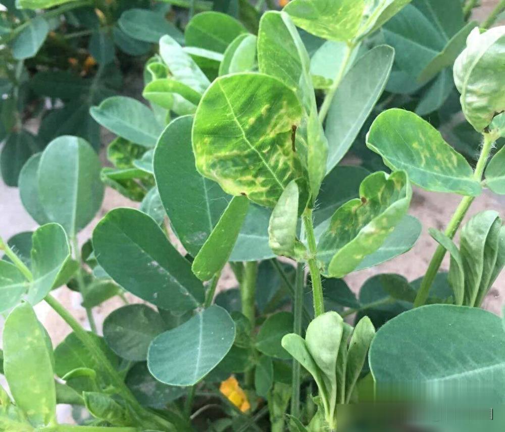 不同除草剂处理后的水花生对比效果图