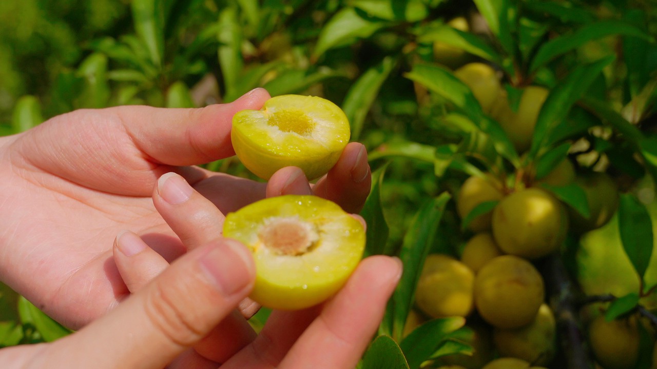 左侧为红梅成熟果实,呈黄绿色,表面覆有果粉,果核大,果肉厚;右侧为腊梅花正视图,花瓣蜡质明显,颜色由外向内渐变为深黄至浅黄,花蕊清晰可见,无果实发育 红梅果实与腊梅花特写对比