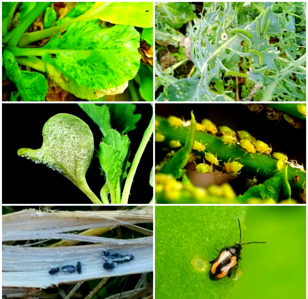 油菜健康生长田间对比图