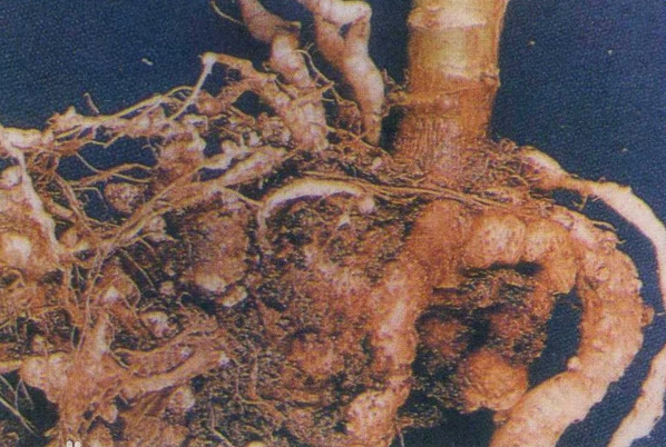 甘蓝根肿病根部特写：主根及侧根布满大小不一的灰白色肿瘤，表面光滑或略粗糙，部分肿瘤已开裂，根系整体萎缩，须根稀少