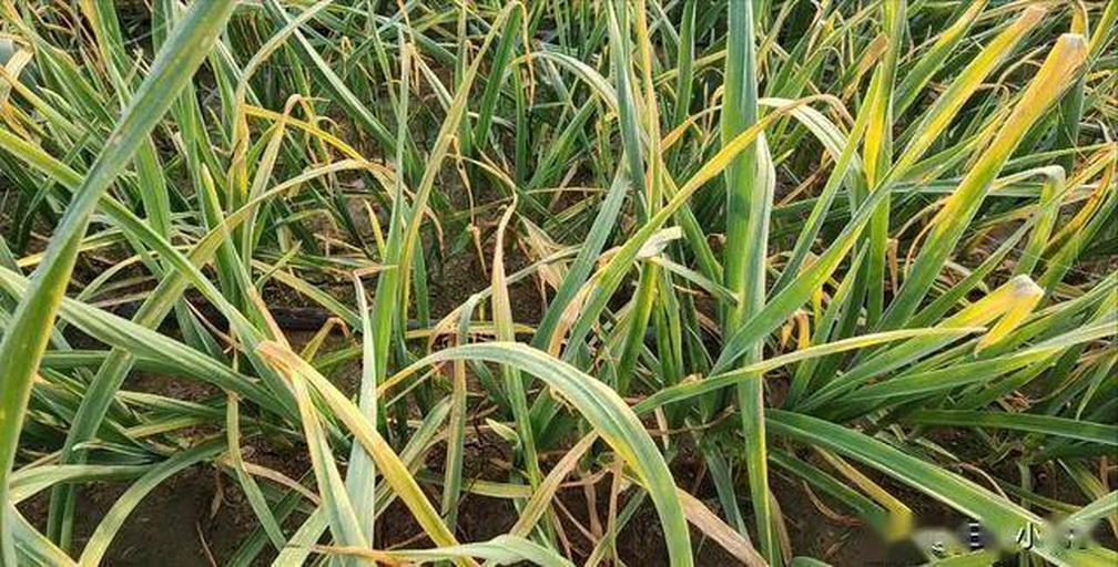 左侧为健康大蒜叶片(深绿、挺立、无畸形),右侧为缺硼典型症状:新叶扭曲呈‘鹅颈状’,叶尖黄化坏死,叶脉间出现透明水渍斑,叶缘卷曲,拍摄于江苏邳州田间对照试验小区,时间2023年4月12日 大蒜叶片缺硼典型症状对比图