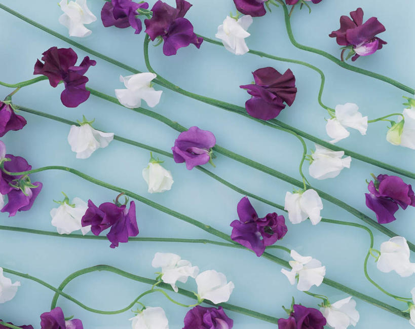 安徒生手稿与豌豆插画