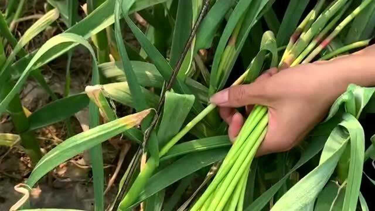 农户手工采摘中牟蒜薹现场照片