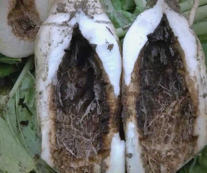 萝卜黄心切面特写