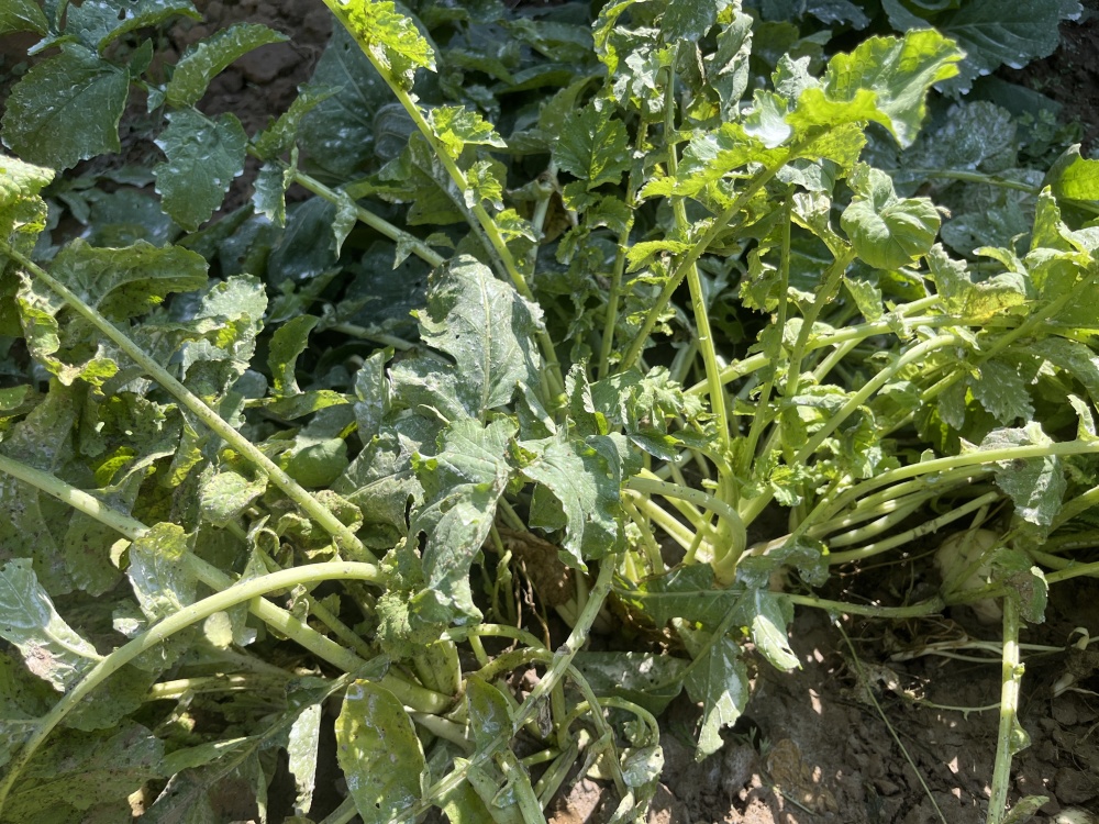 左侧为健康萝卜切面,白色致密;右侧为缺硼萝卜切面,出现明显褐色斑块和空腔。背景为田间种植环境,可见部分叶片轻微扭曲。图片用于展示硼缺乏对萝卜内部品质的影响 萝卜缺硼症状对比图