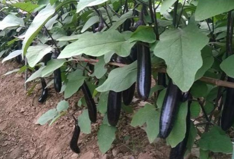 茄子植株特写