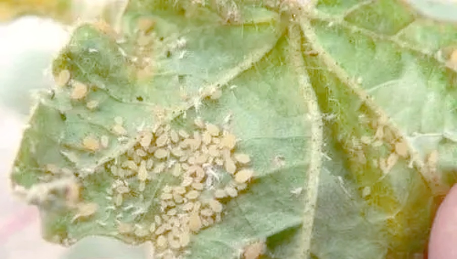 花生蚜虫危害特写