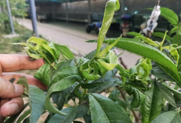 桃树叶片在高温下的蒸腾状态