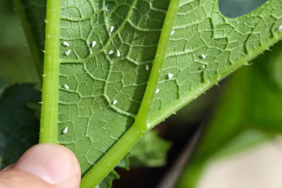 四季桂叶片受虫害