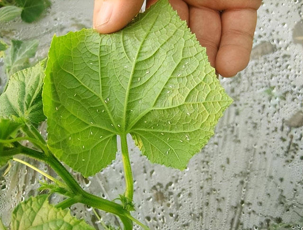 黄瓜叶片背面蚜虫与白粉虱危害特写图