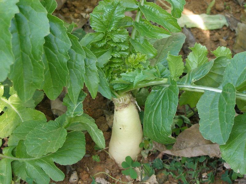 农贸市场摊位上的白萝卜展示不同程度的绿色顶部