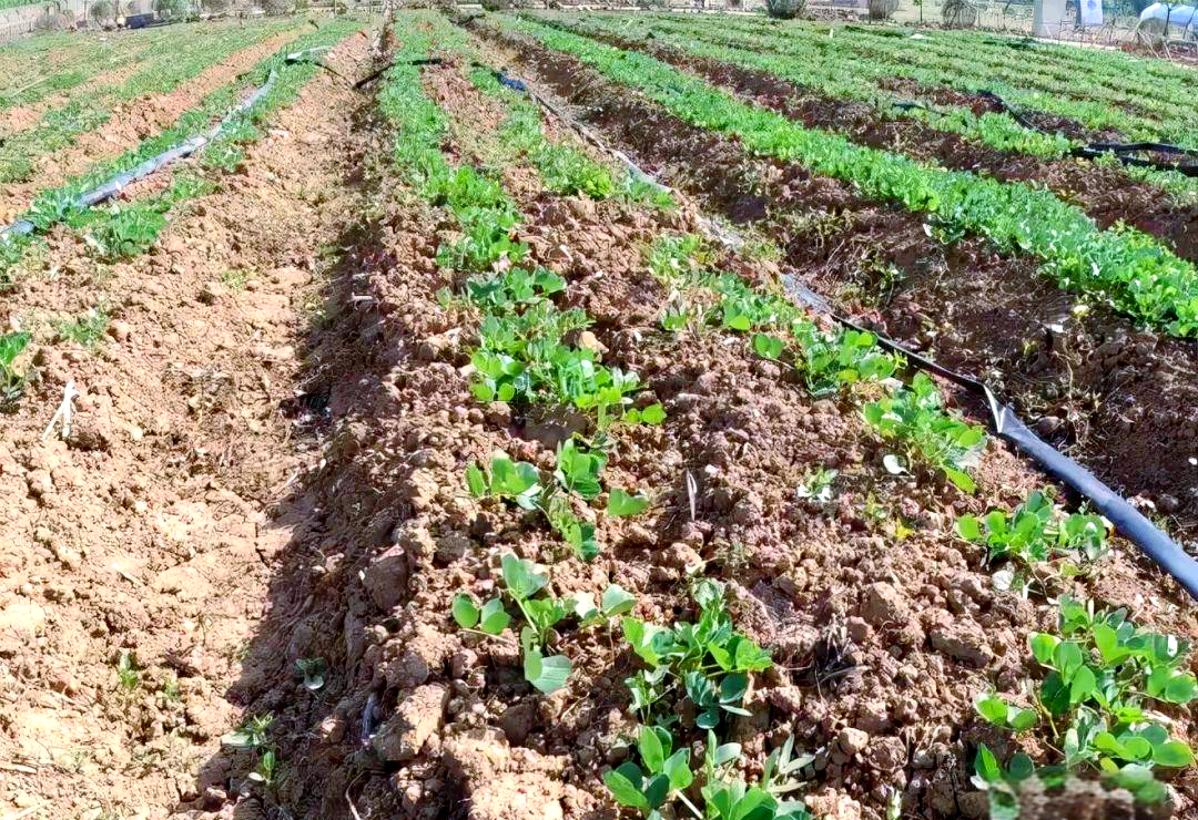 面姜田间垄作与滴灌系统布置图