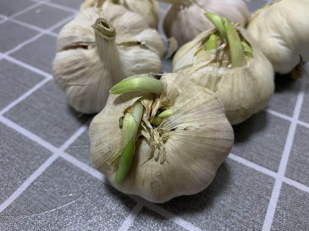 大蒜解剖结构示意图
