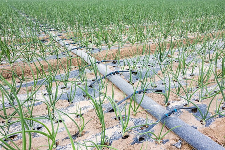 小葱温室栽培场景
