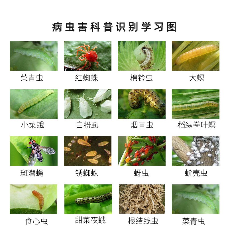 菜花常见病虫害识别图,展示软腐病、霜霉病及蚜虫危害特征 菜花病虫害识别图