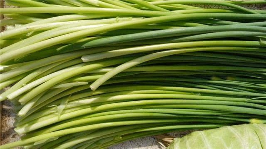 韭菜新鲜采摘特写