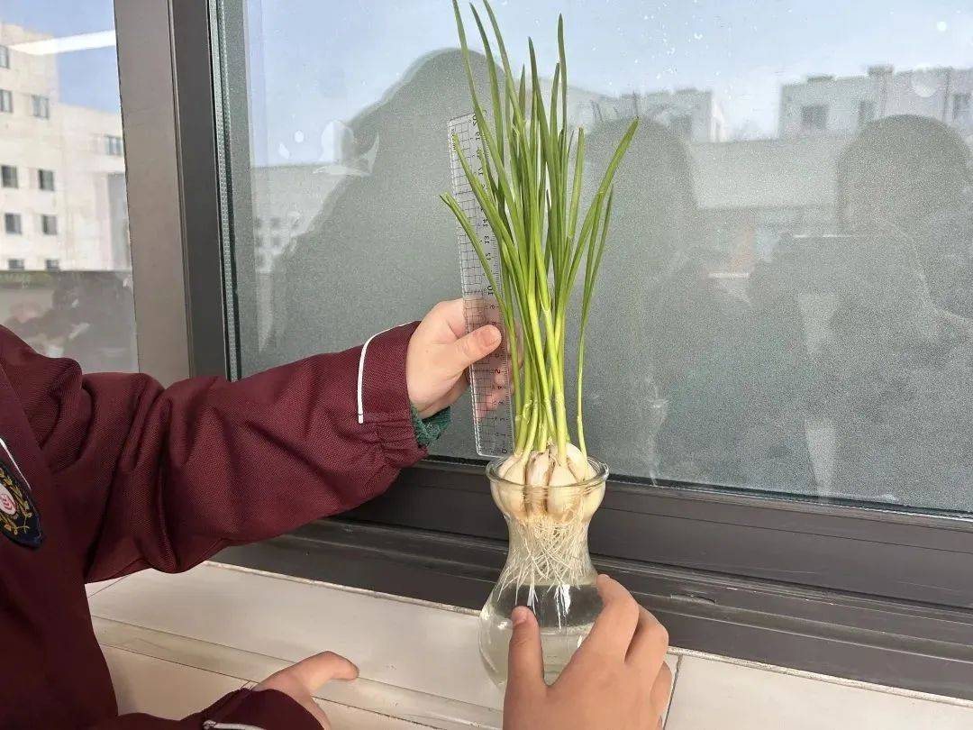 水培蒜苗种植过程