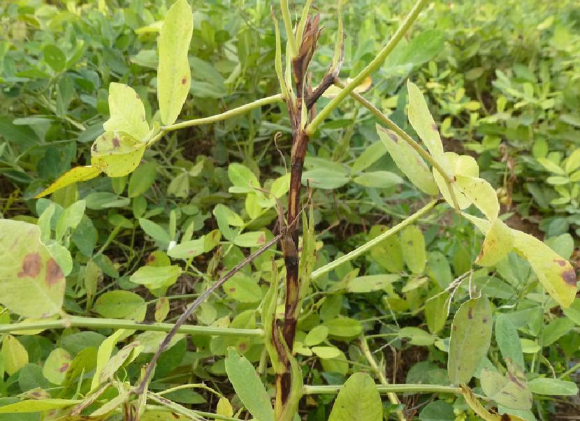 花生青枯病植株症状