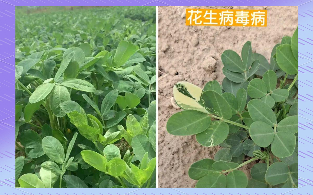 高清对比图展示健康菜花与TuMV感染菜花的形态学差异,重点标注心叶明脉起始位、叶片皱缩方向、花球坏死斑分布特征及蜡质层光泽度变化 菜花病毒病典型症状对比图:左为健康菜花心叶舒展、蜡质层厚;右为TuMV感染植株,呈现明显明脉、叶片皱缩、深绿浓斑及花球表面褐色坏死点