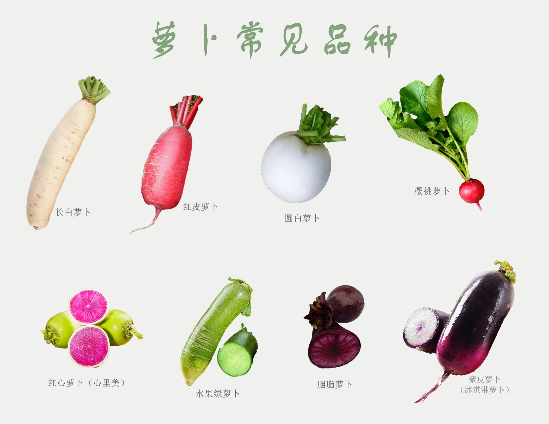 水果萝卜典型品种对比图