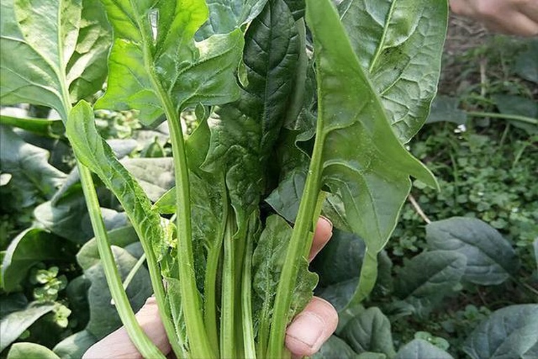 一束新鲜采摘的深绿色菠菜,叶片饱满有光泽,茎部呈淡红色,背景为田园土壤环境,展现其自然生长状态 菠菜特写
