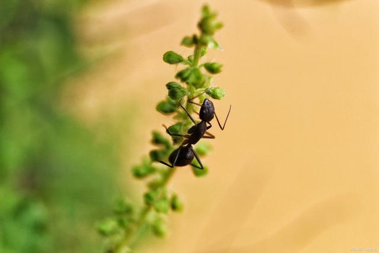 一只工蚁正在草莓植株茎基部爬行,周围可见轻微土壤扰动痕迹,背景为绿色草莓叶片,光线偏暗,模拟夜间观察场景 蚂蚁在草莓植株基部活动特写