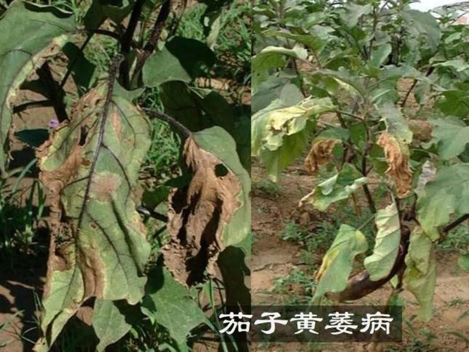 茄子黄萎病植株整体萎蔫与维管束褐变特写