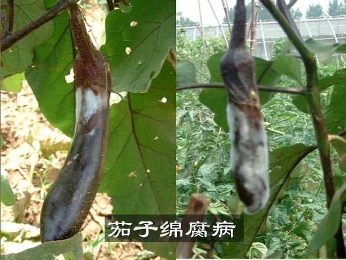 图片说明:左侧是一块刚切开的洁白茄子,断面平整湿润;右侧是一块内部发黑、边缘略带黏滑感的变质茄子,形成鲜明对比,用于直观展示腐败特征 切开的新鲜茄子与已经变质的黑色茄子并列对比图,展示内部颜色差异