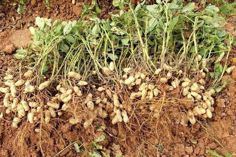 落花生(Arachis hypogaea)田间生长状态特写:展示其'地上开花、地下结果'的独特生殖特性,荚果入土发育,外壳网纹清晰,体现其作为豆科作物的本质属性 花生植物生长实景:植株匍匐地面,绿色羽状复叶,黄色蝶形花贴地开放,地下膨大的荚果(花生果)清晰可见,土壤微湿,背景为华北平原典型沙壤农田