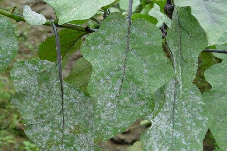 高清微距拍摄:茄子叶片背面白色粉状霉层(分生孢子堆)与正面对应褪绿黄斑,清晰显示病斑扩展方向及叶组织坏死程度 茄子白粉病典型症状特写:下位老叶背面初现圆形白色粉斑,边缘略透明,随病情发展粉斑融合成片,叶面可见浅黄褪绿斑,叶缘轻度上卷