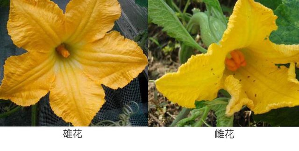 南瓜植株雄花与雌花对比图