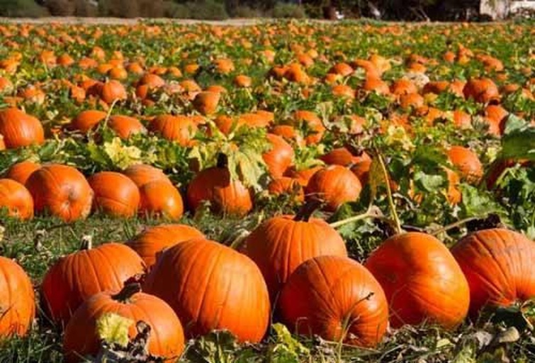 南瓜成熟采收场景