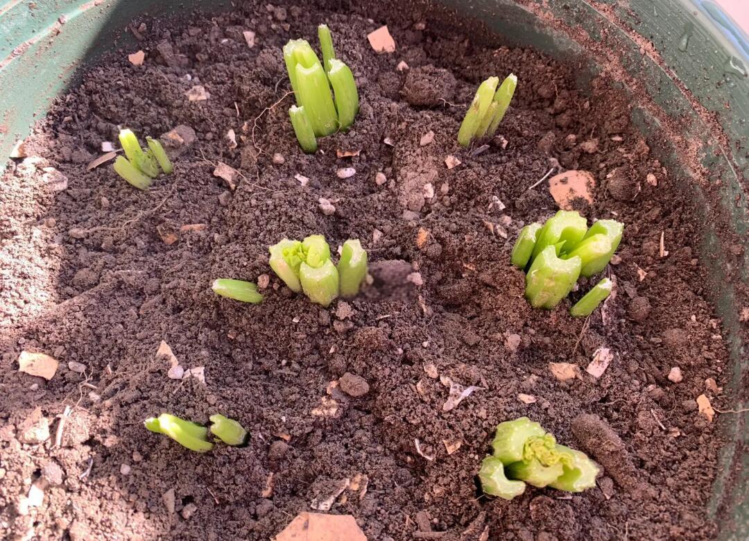 芹菜再生全过程对比图