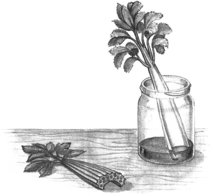 实验室研究人员分析芹菜籽提取物成分