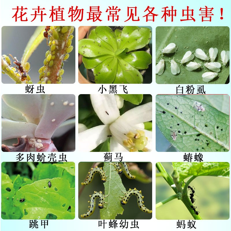 标准化芝麻跳甲化学防治场景:展示正确喷药姿势——低角度、叶背定向、雾滴细腻均匀,突出'喷叶背'核心操作要点,背景为健康芝麻植株与清晰田间管理路径 芝麻田间喷药作业实景:植保员身着防护服,手持背负式电动喷雾器,喷杆低角度斜向上对准芝麻中下部叶片背面进行定向喷雾,药液呈细腻均匀雾状覆盖叶背绒毛,地面可见湿润药痕