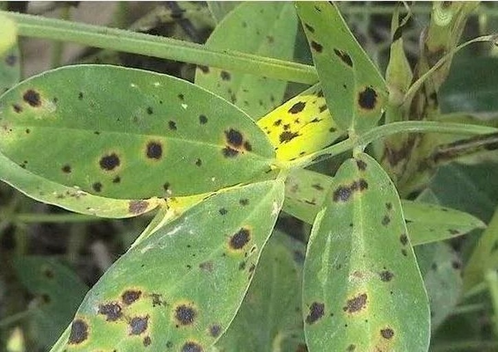 大花美人月季叶片出现黑斑病,叶片上有明显黑斑,边缘发黄 大花美人月季叶片出现黑斑病症状