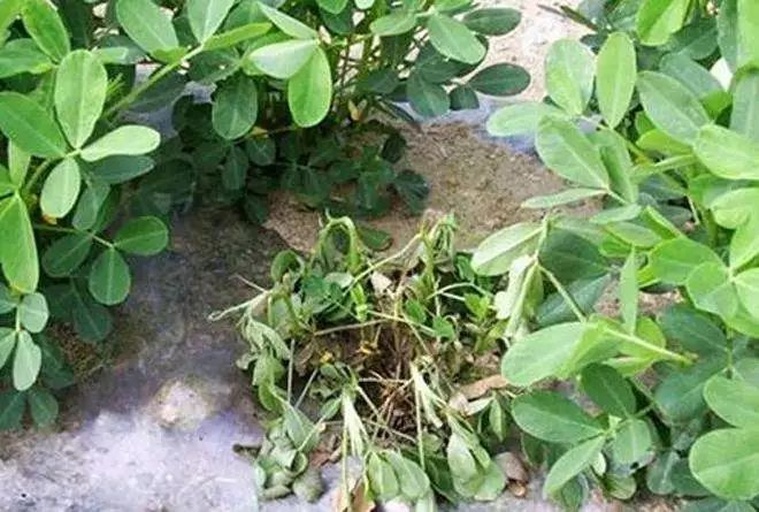 花生田间健康植株对比图